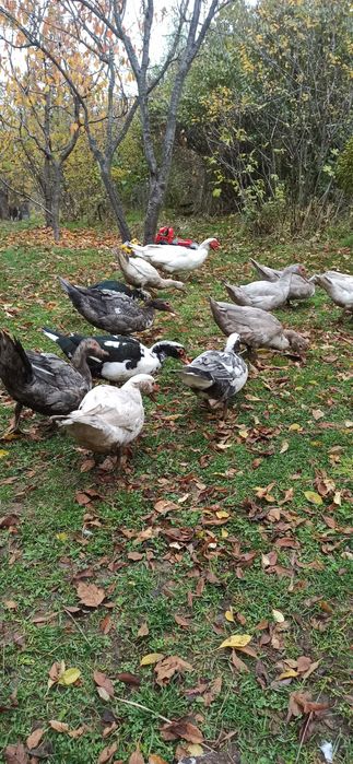 женско яре, мъжко шиле, Неми патици(женски)