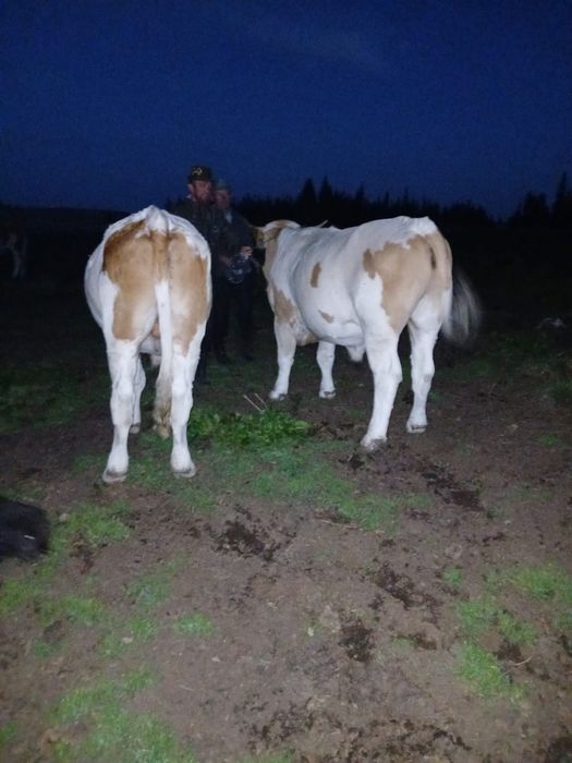 Vand junci ,detalii la nr de tel