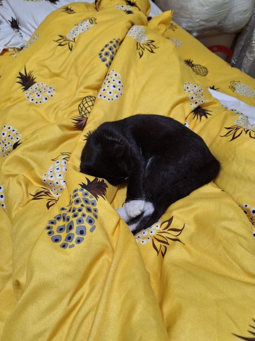 Mushuk xadiyaga beriladi