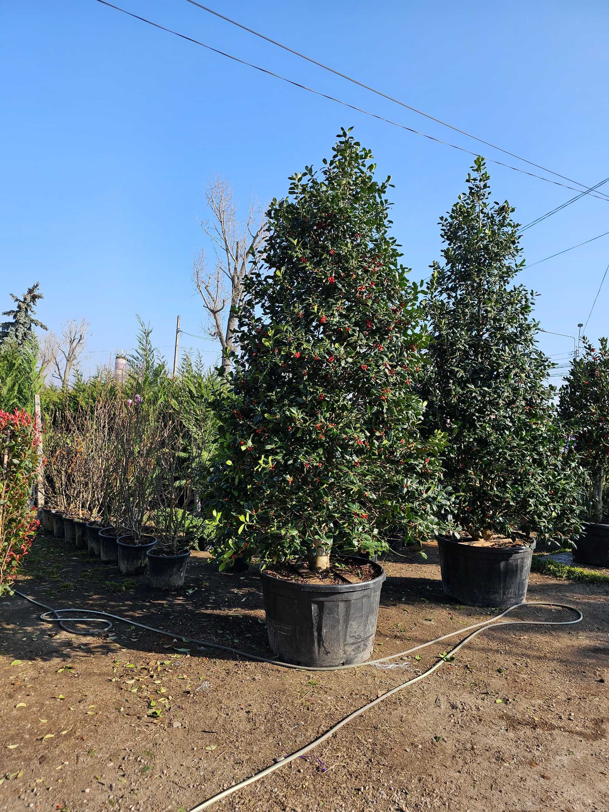 Photinia magnolia grande flora bonsai catalpa lelandy