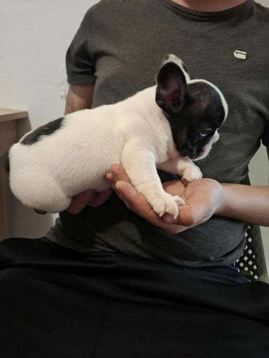 Plușuri vi Bulldog Francez