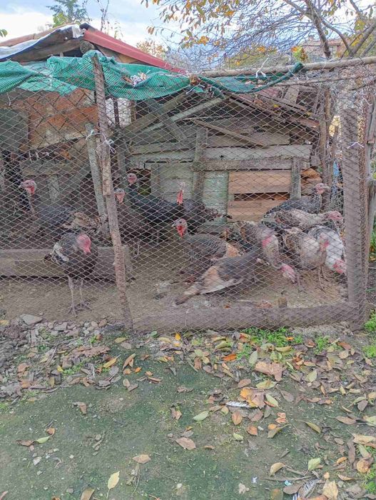 Продавам  домашни пуйки