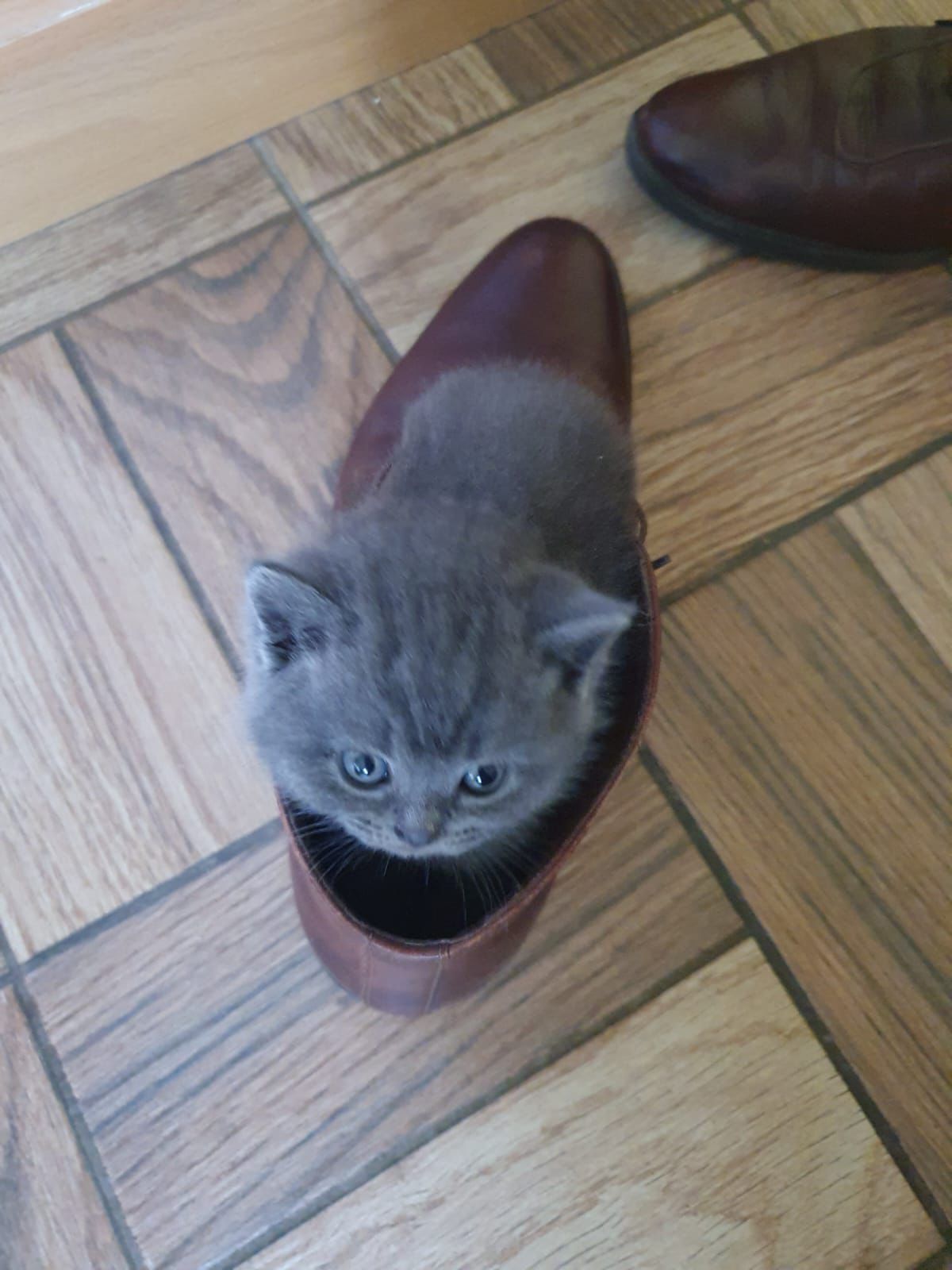 Pui British Shorthair