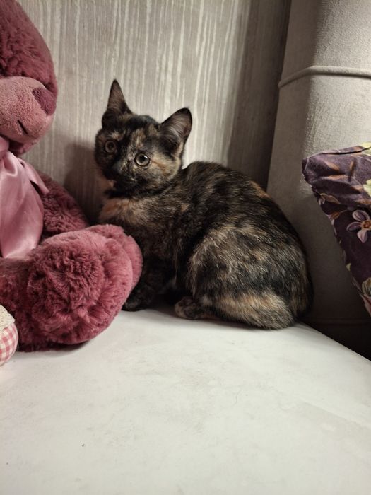 Отдам котят мышеловов