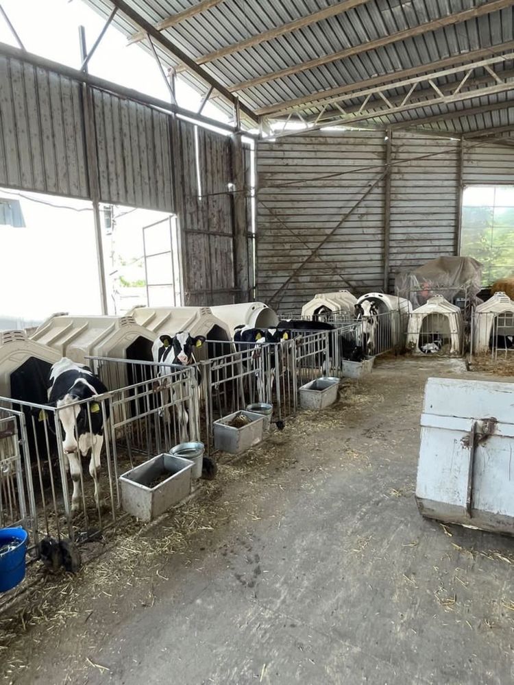 Продавам водеща ферма за мляко в югоизточна България