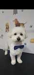 Frizerie coafura canina