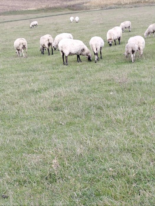 Vând oi metis lacune cu carabaș