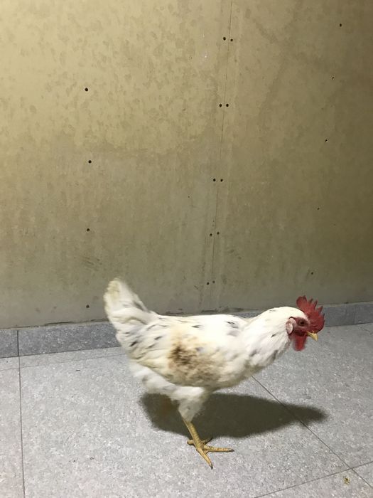 Horoz qichqiradigan