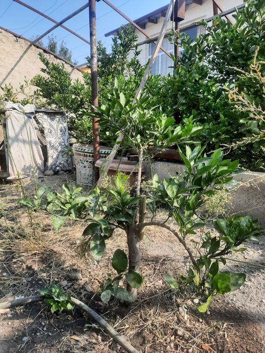 Mandarin va limon ko'chatlari sotiladi