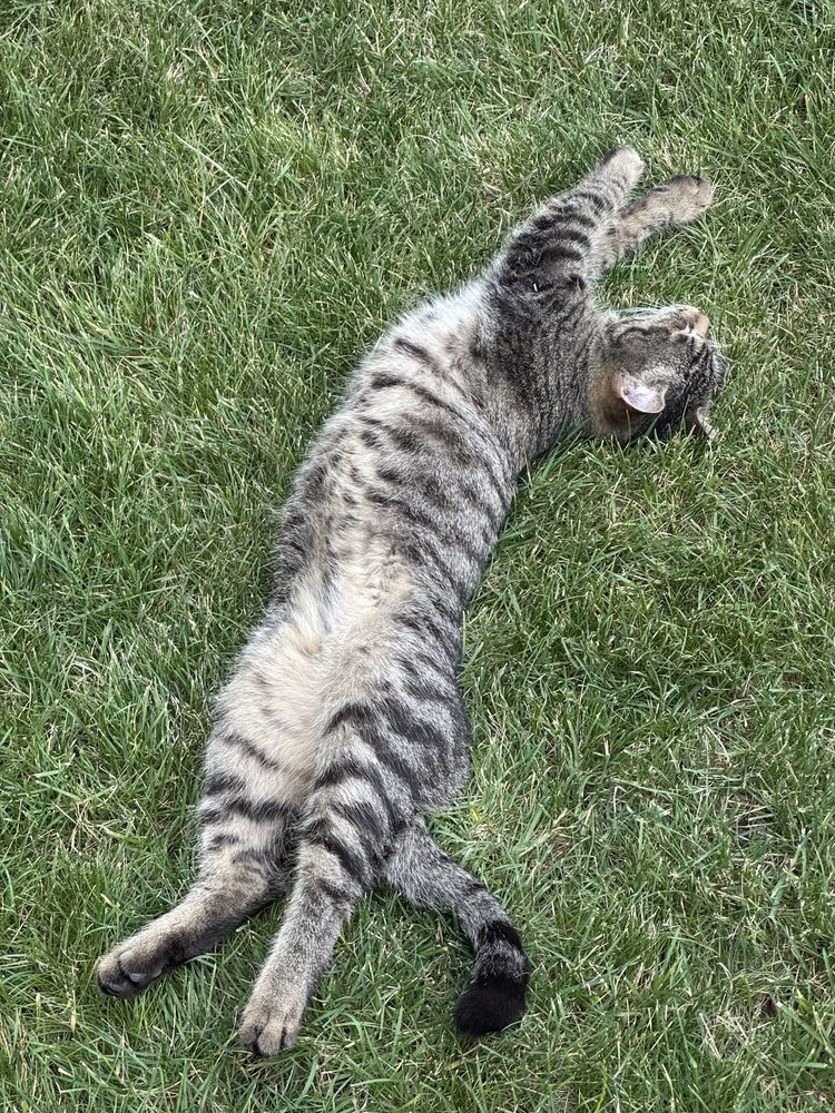Котик ищет себе дом