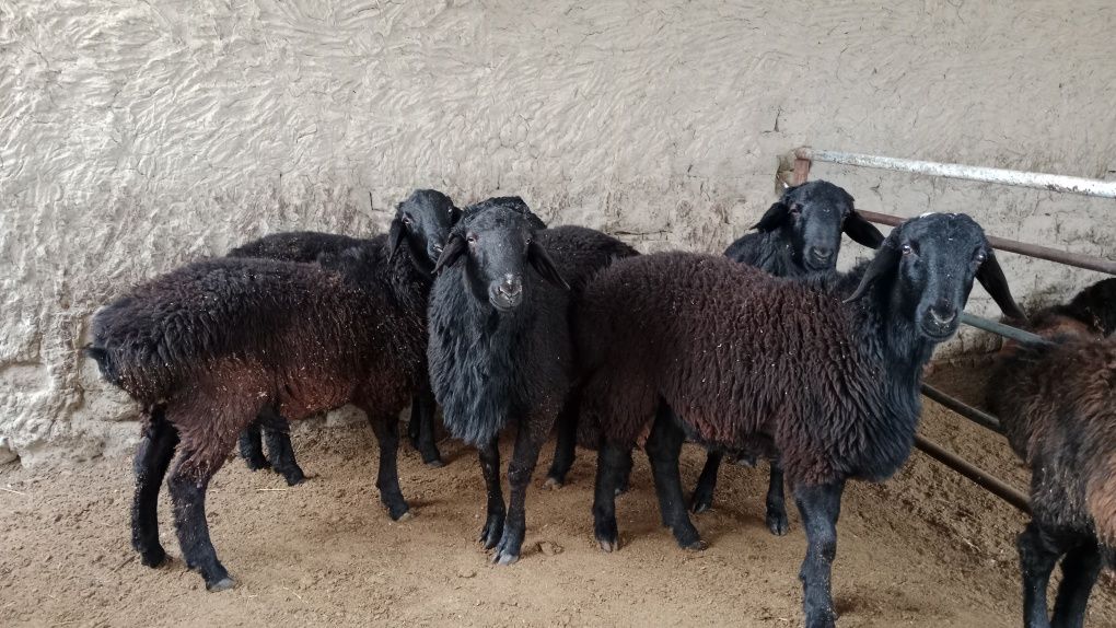 Navoiy Qo'chqorlar sotiladi. Suyib ham beriladi.