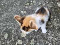 Pisoi 2 luni pentru adoptie