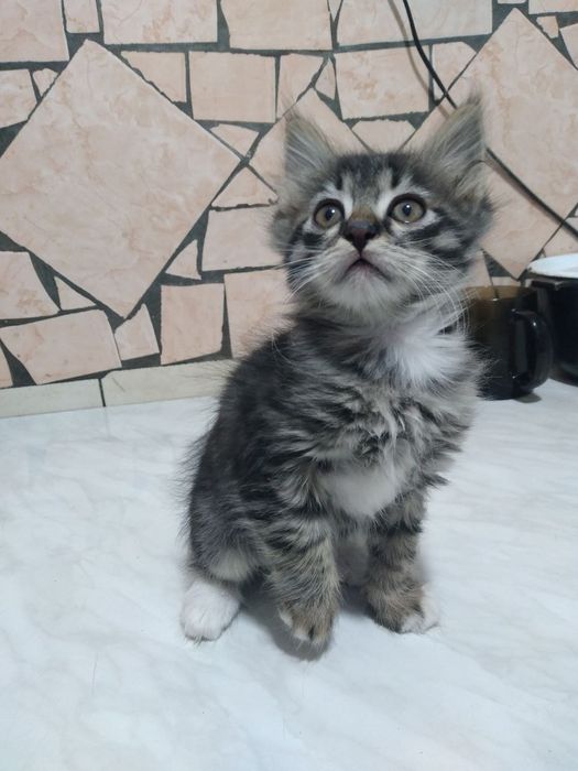 Котята в добрые руки!