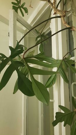 Продам филодендрон ( редкое декоративное комнатное растение )