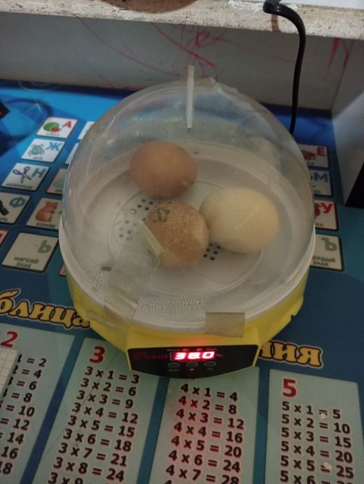 Inkubat sotiladi 7ta lik