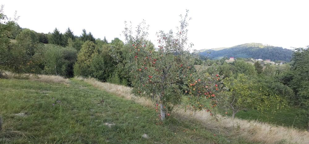 Teren Zarnesti (zona Pleasa), PUZ, 26 euro mp