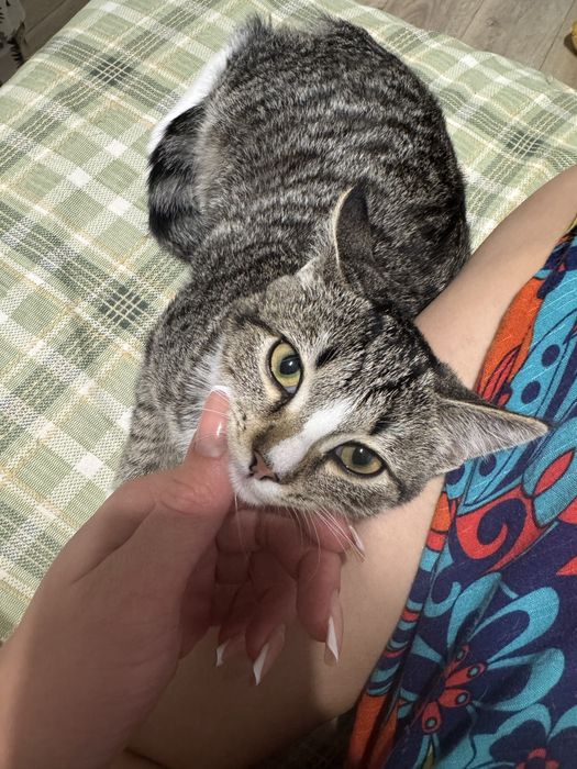 Котеночек подросток