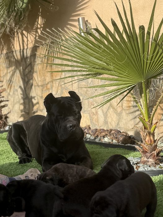 Уникални кученца кане корсо италяно,шоу клас чистокръвни.