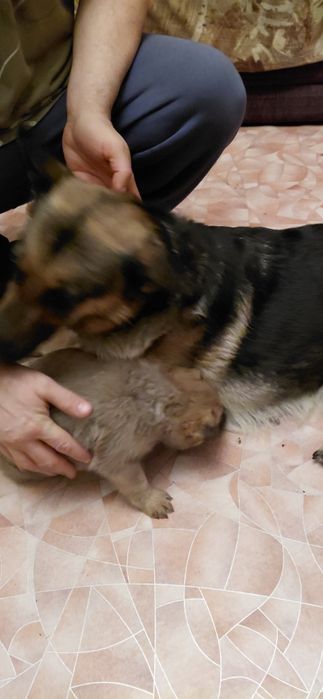 Отдам в добрые руки щенят немецкой овчарки