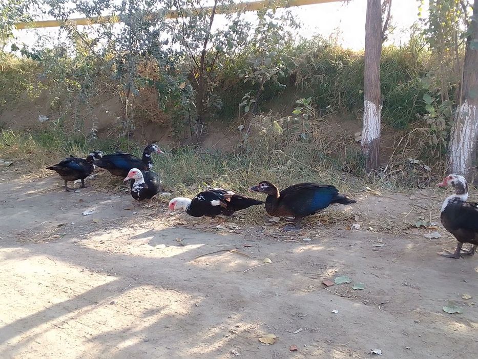 Tovuq va induk utka   товук, индук утка