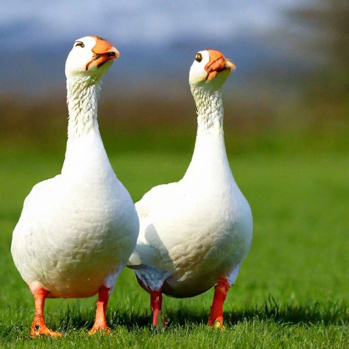 Продам гусей есть доставка