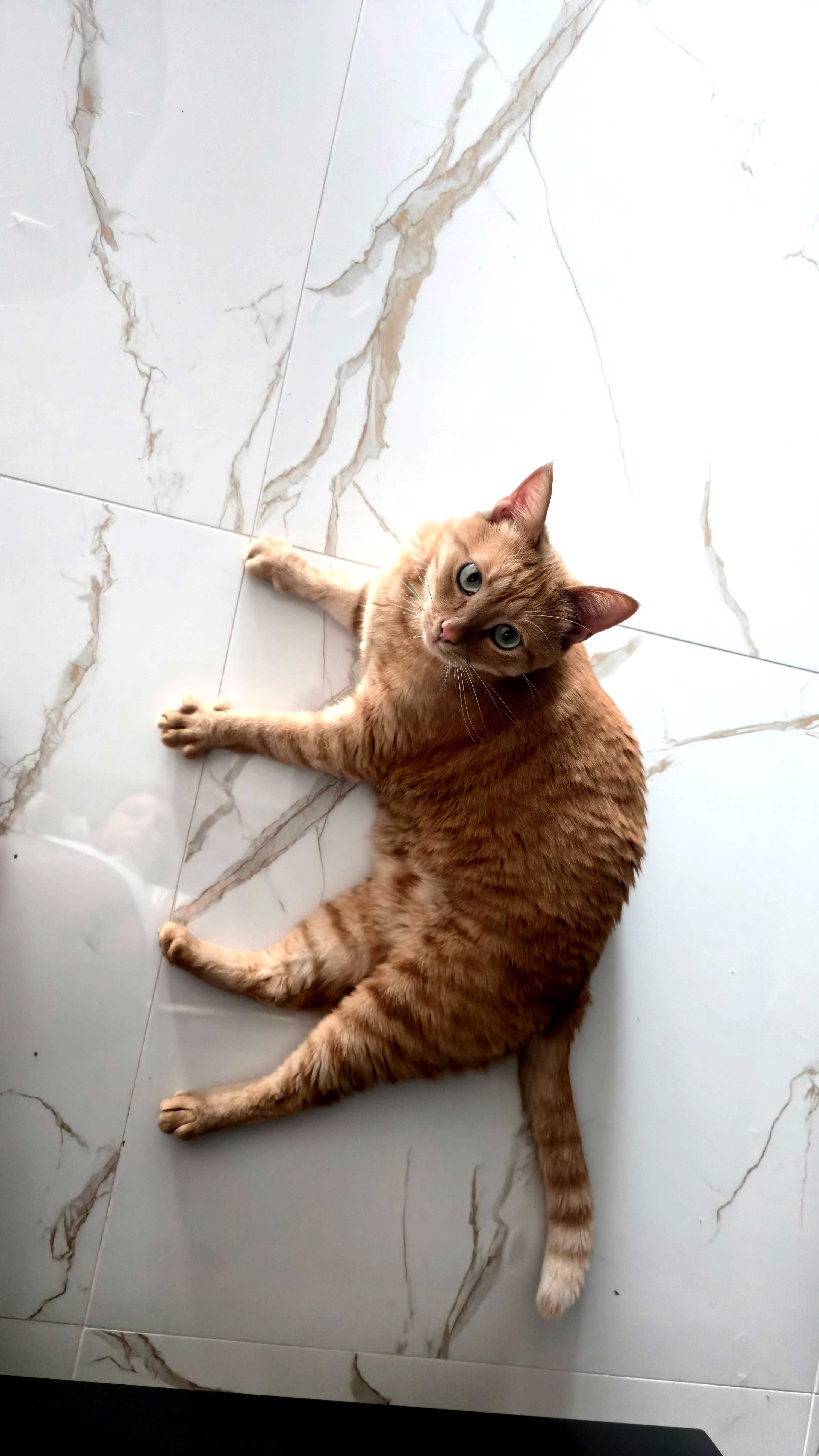 Подарявам котарак