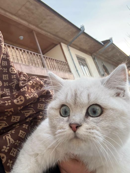 British Shorthair Chinchilla