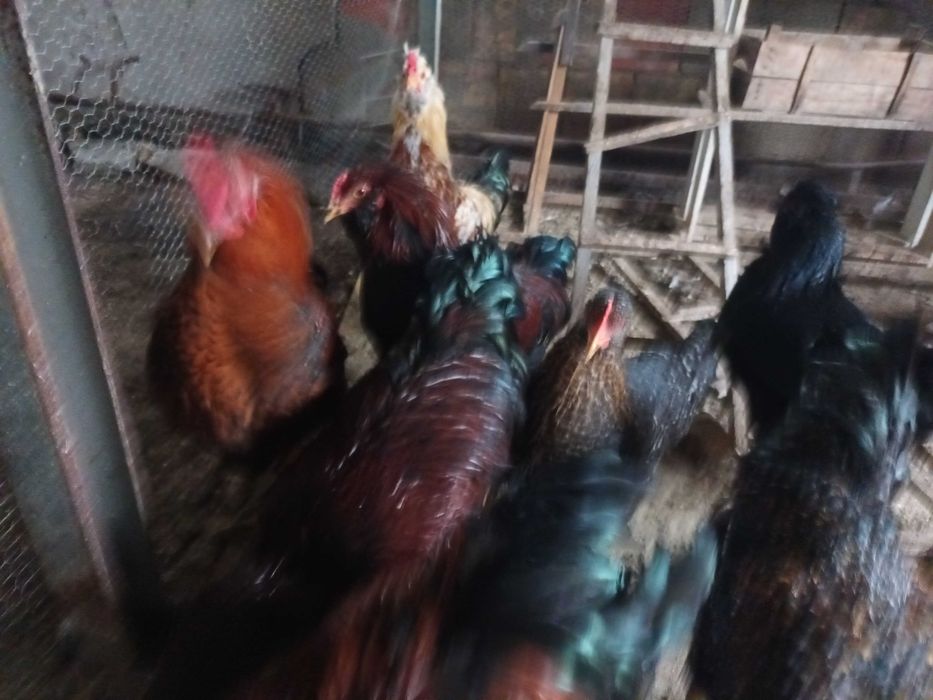 Продавам млади петли на 6 и 8 месеца