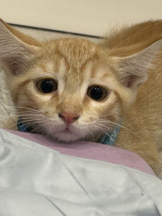 Котенок мальчик 2,5 месяца отдаю с вещями