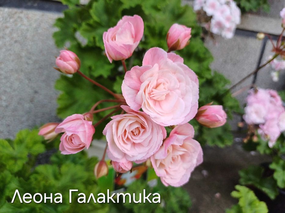 Сортови мушката / пеларгонии