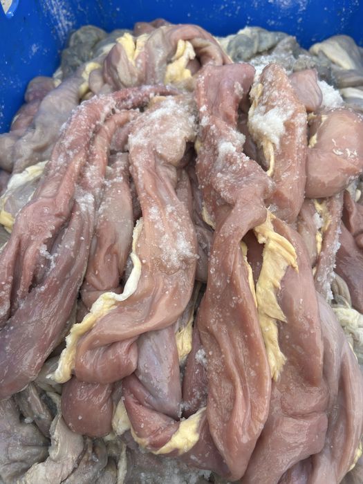 Канина кишки жылқы шегі