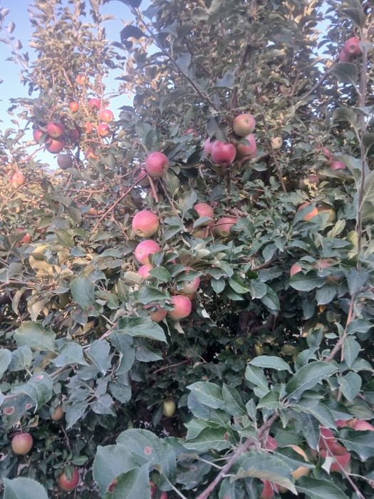 Яблоки  алматинский синап и золотой