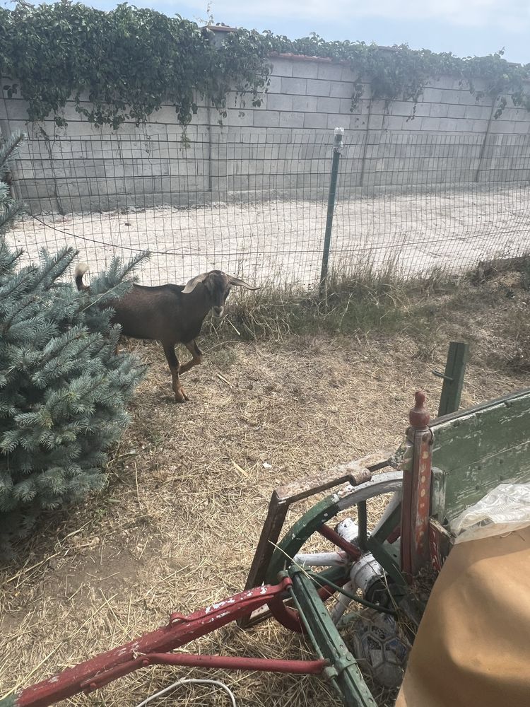 Продавам мъжки ярета на промоция
