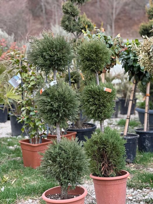 Plante de Grădină cu Rată de Prindere 100% Garantată