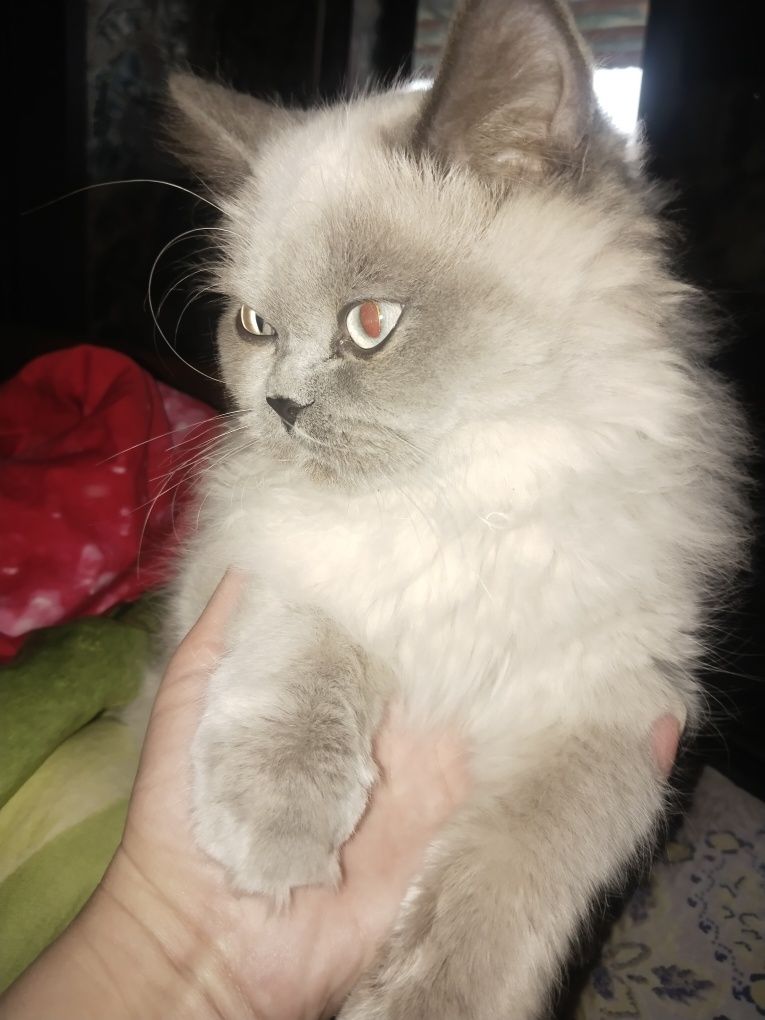 Продаётся котёнок Хайленд страйт