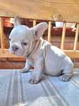 Bulldog francez fetita