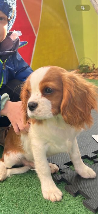 Cavalier King Charles Spaniel superb!!