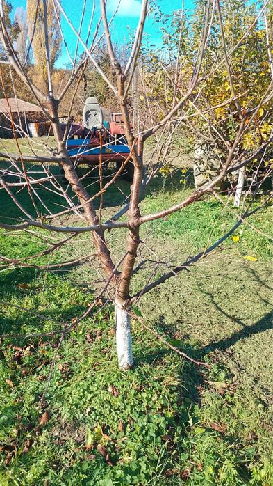 Ciresi - pomi fructiferi