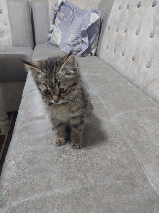 Отдам котёнка бесплатно