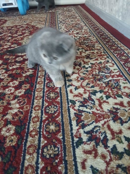 Zotdor mushuk bolasi