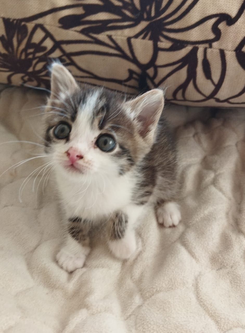 Котики кошечки ждут любящих хозяев