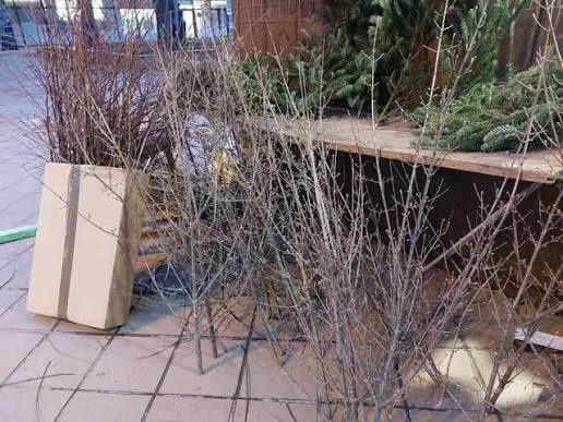 Продавам елхички дрянче клонки и букечета за ваза