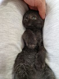 Мъжко котенце на два месеца