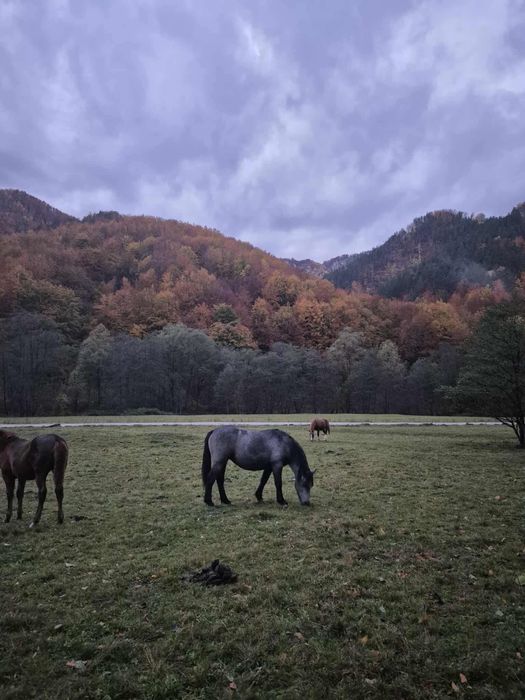 Mânză de vânzare.
