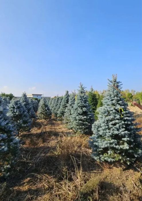 Vand brazi-normandian-argintiu-picea punges diferite specii