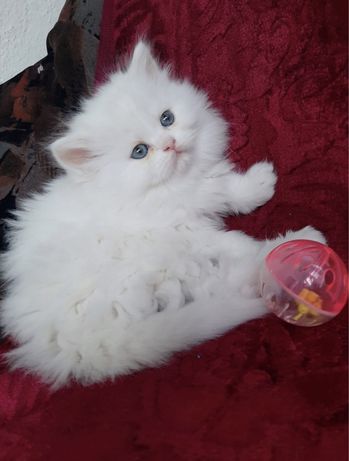 Pui pisica persana doll face chinchilla alb gri