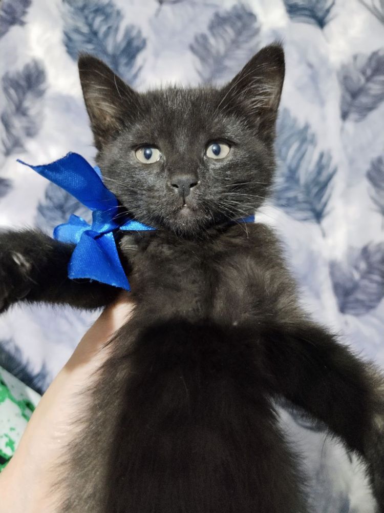 Котёнок мальчик 2 месяца