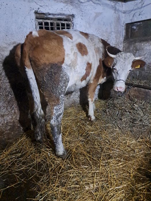 Vind vaca baltata 3 ani jumate gestanta