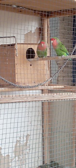 Сотилади.Неразлущка.Нархи пара 400000 сум