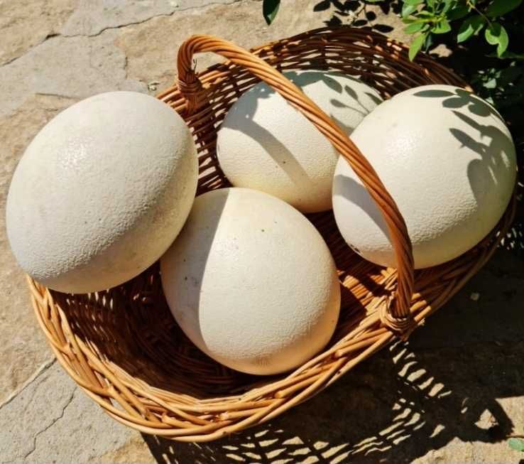 Vând Ouă Struț Emu si Ouă de Struț african